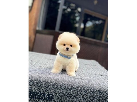 Sağlık ve ırk garantili pomeranian