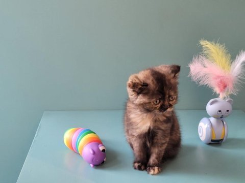Veteriner gözetiminde harika british shorthair bebekler