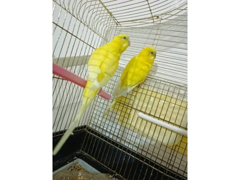 Hazır takım limon muhabbet kuşu