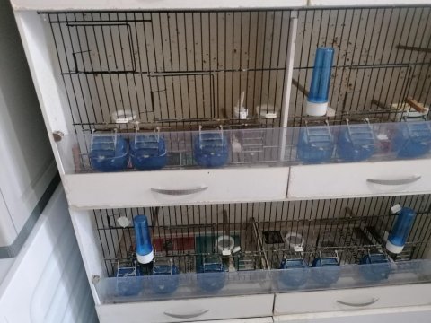 Kanarya finch diğer türler üretim kafesi