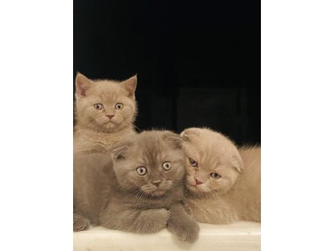 İki aylık dört scottish fold yavrumuz