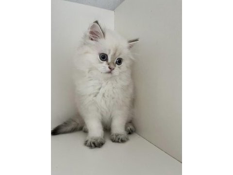 Safkan british longhair golden point erkek