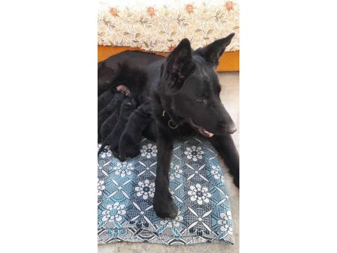 Alman köpeği yavruları