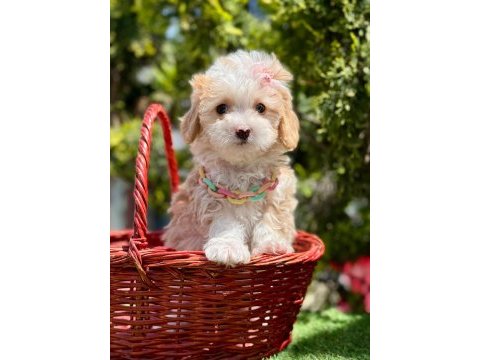 Minicik büyümeyecek maltipoo bebekler