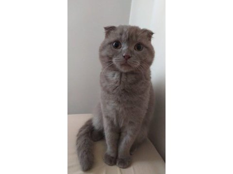 Scottish fold gri