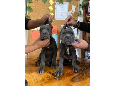 A şecereli blue cane corso ıtaliano