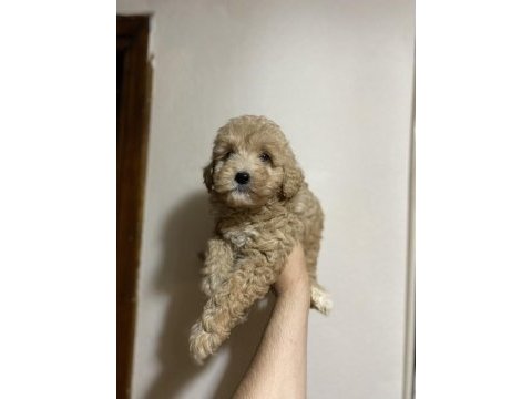 A kalite kıvırcık maltipoo bebekler