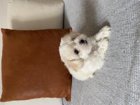 Maltipoo yavrular