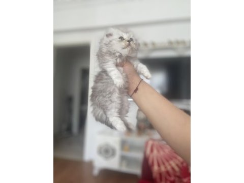 Güzeller güzeli bebekler scottish longhair