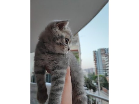 British longhair
