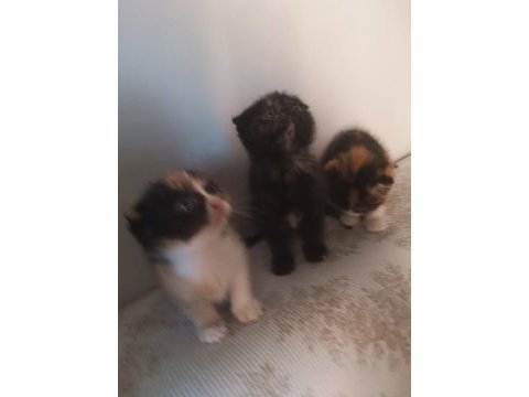 Yavru kedilere yeni yuva aranıyor