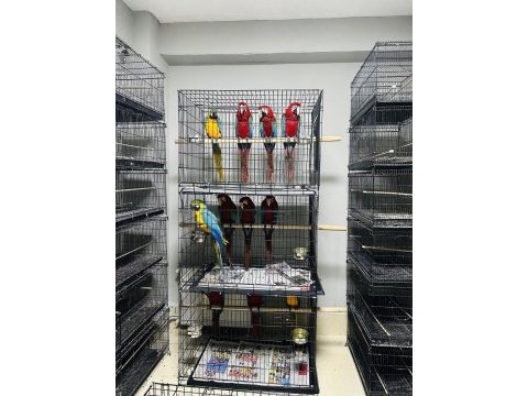 Sarı lacivert macaw ara papağanları