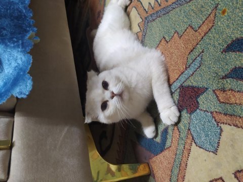 Scottish fold 8 aylık