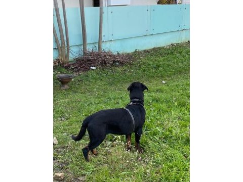 Safkan rottweiler