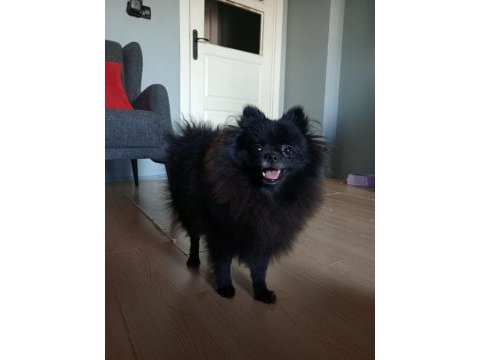 Çok uyguna orjinal pomeranian