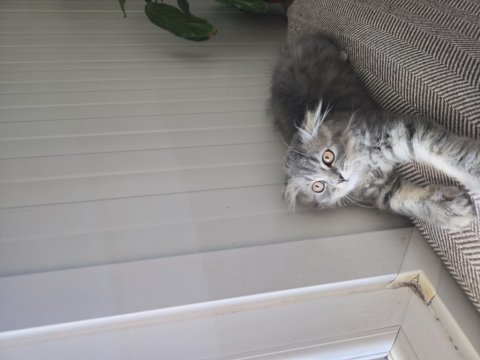 Sahiplendirilecek scottish fold