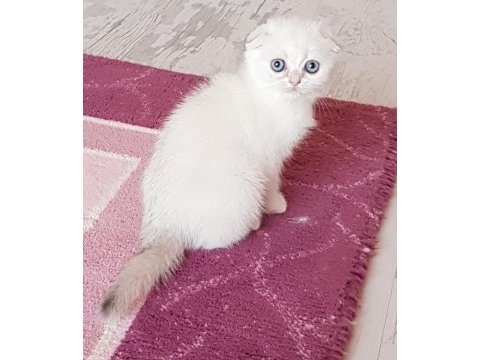 Champiyon atalardan scottish fold bebekler