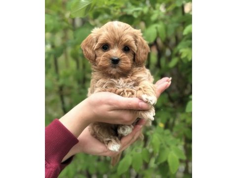 Şeker maltipoo yavrularımız