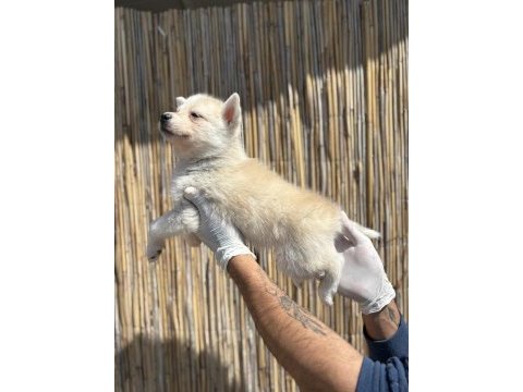 Mas mavi deniz gözlü husky yavrularım