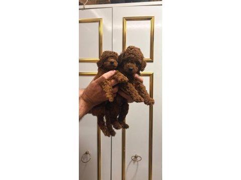 Kilo ve ırk garantili poodle bebeklerimiz