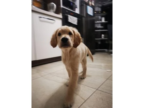 1. kalite safkan golden retriever yavru