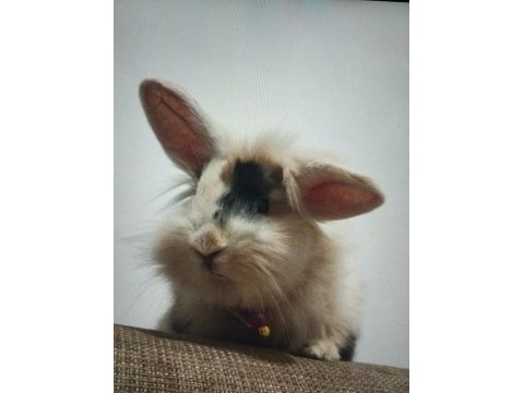 Yavru kedi takaslı tavşanımız