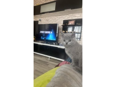 1.5 aylık british shorthair