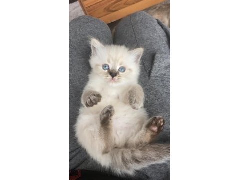 Büyüleyici güzellikte saf kan british shorthair