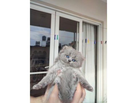 British longhair yavruları