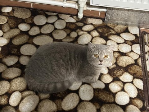 British shorthair kedi mi sahiplendirmek istiyorum