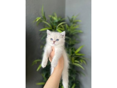 Brıtısh shorthair yavrularım 