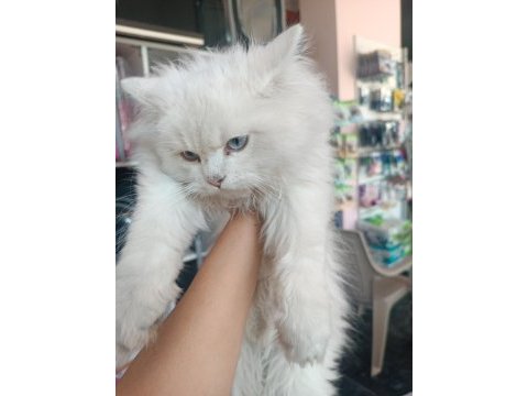 British longhair