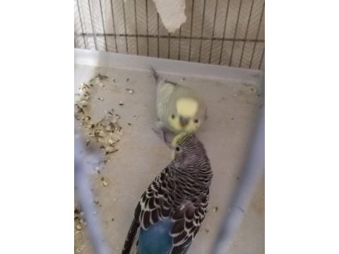 Takasa açık yumurtalı hazır muhabbet kuşu takımlar