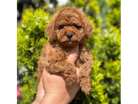 Safkan toy poodle bebekler