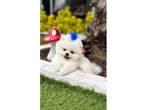 Safkan ırk garantili pomeranian boo yavru