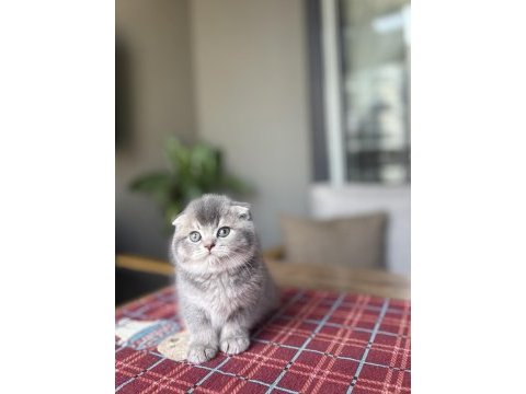 Scottısh fold ayı surat yavrularım 