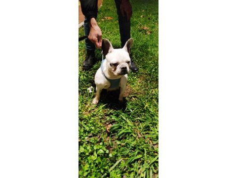2 yaşında dişi french bulldog