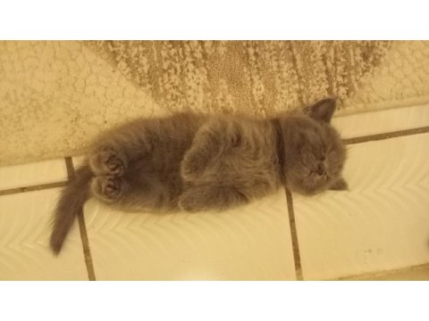 3 aylık british shorthair yavru kedimiz
