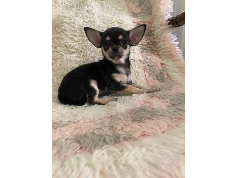 Chihuahua yavruları