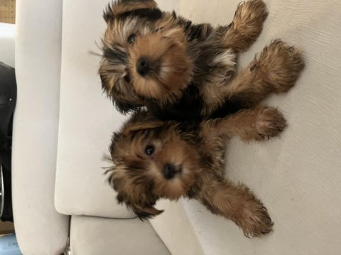 0 numara yorkshire terrier