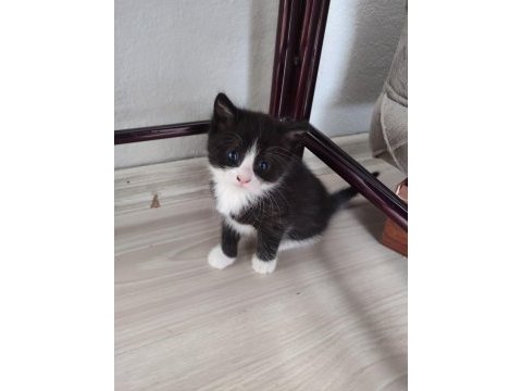 Ömürlük yuvasını arayan kedilerimiz