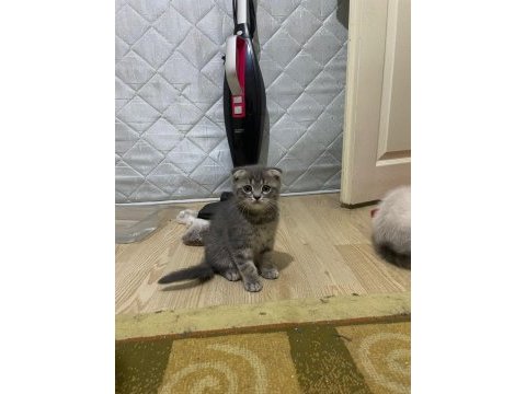 Yavru scottish fold 2 aylık