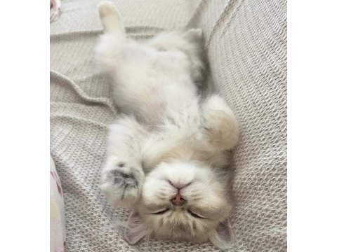 2 buçuk aylık british longhair erkek yavrum