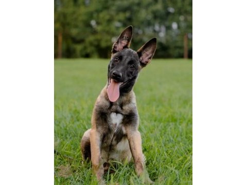 Belçika malinois @ppuppypawbodrum