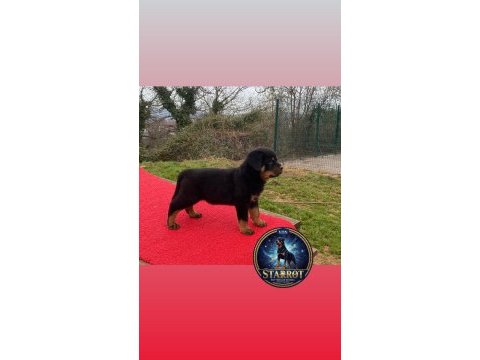 A şecere rottweiler tr şampiyonu yavrular 4 dişi ve 1 erkek