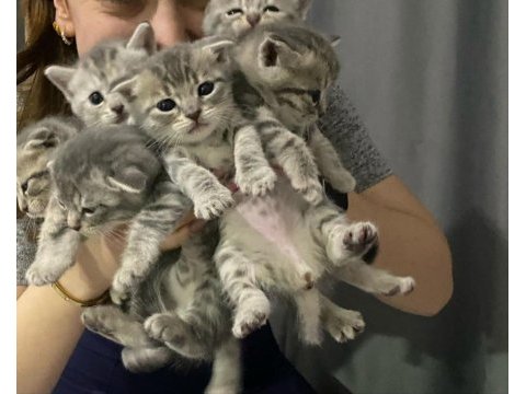 Yeni doğan scottish fold bebekler