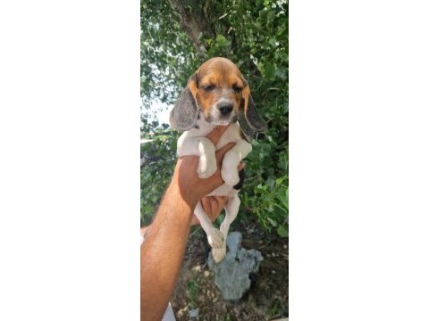 Orjinal beagle yavrular