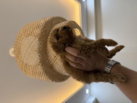 Redbrown teacup maltipoo wc pet eğitimli