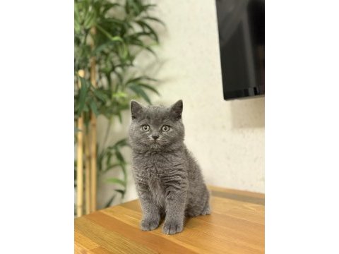 Brıtısh shorthair gri yavrularım 