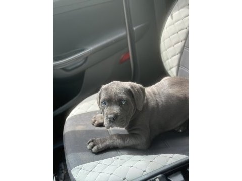 A kalite cane corso yavrularımız yeni yuvasını arıyor